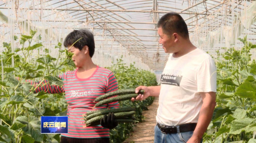 蔬菜种植主打优质牌庆云县打造全域优质农产品生产基地